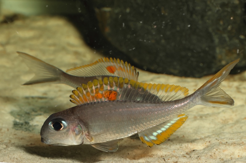 Xenotilapia nigrolabiata 'Chituta Bay'